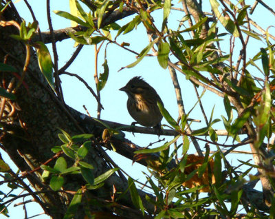 Lincolns Sparrow