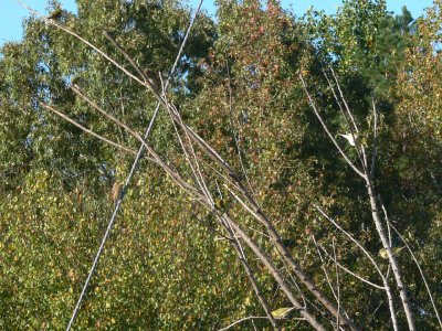 Tennessee Warblers