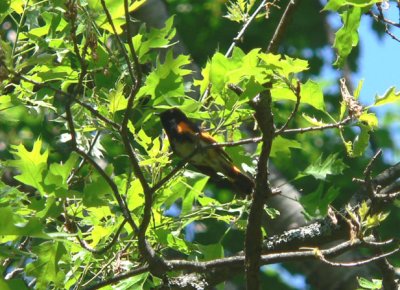 American Redstart