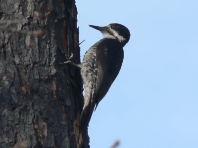 Black-backed Woodpecker