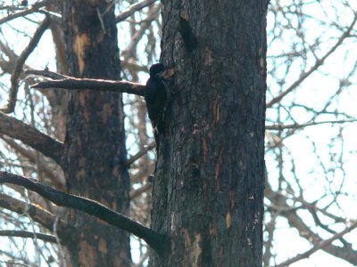 Black-backed Woodpecker