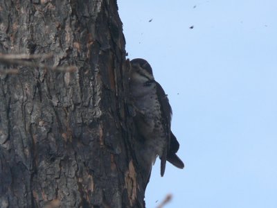 Black-backed Woodpecker