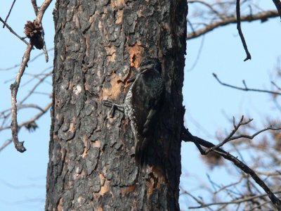 Black-backed Woodpecker