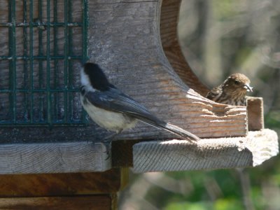 Black-capped Chickadee