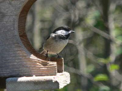 Black-capped Chickadee