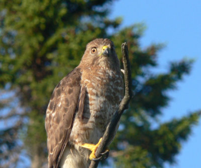 Broad-winged Hawk