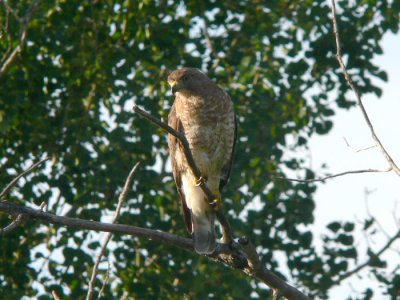 Broad-winged Hawk