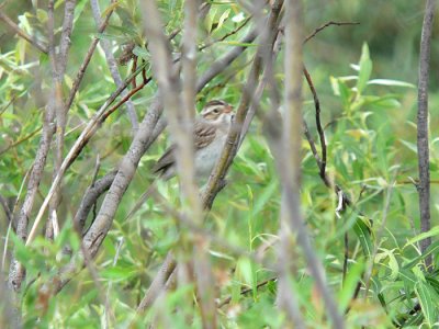 Clay-colored Sparrow