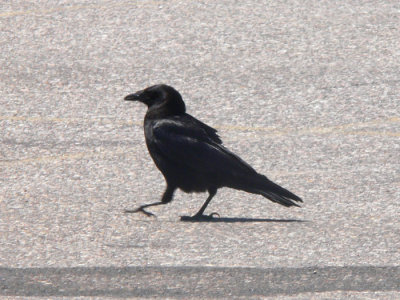 Common Raven