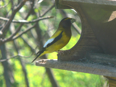 Evening Grosbeak