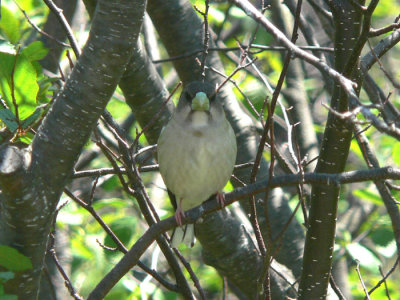 Evening Grosbeak