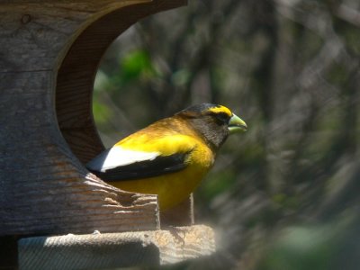 Evening Grosbeak