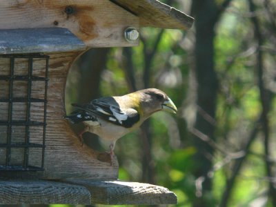 Evening Grosbeak