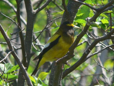 Evening Grosbeak