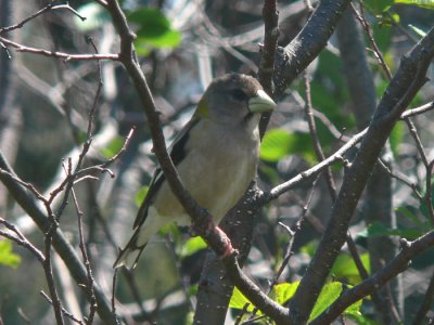 Evening Grosbeak