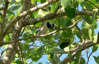Golden-winged Warbler