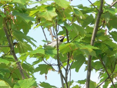 Golden-winged Warbler