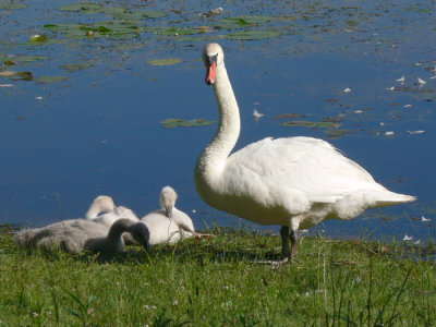 Mute Swans