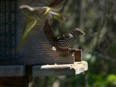 Pine Siskin