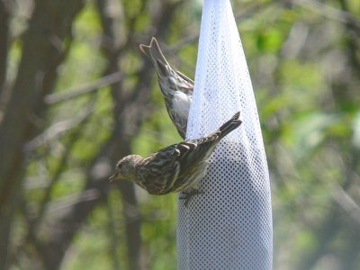 Pine Siskin