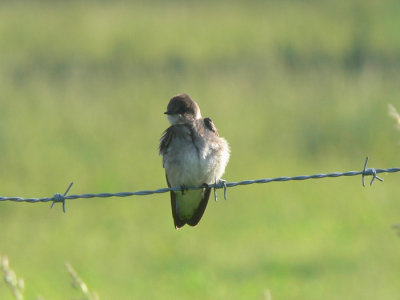 Northern Rough-winged Swallow