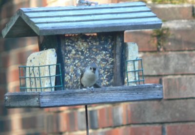 Tufted Titmouse