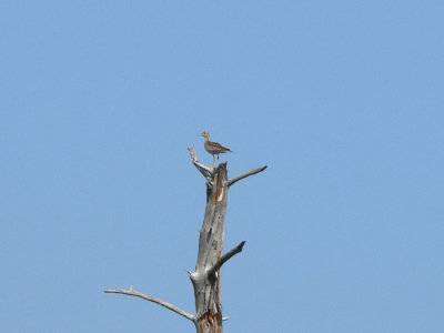 Upland Sandpiper