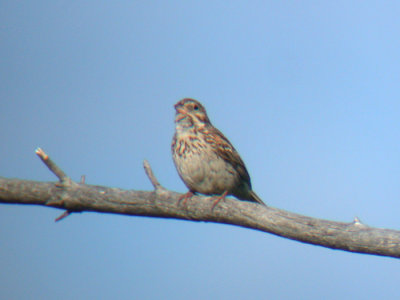 Vesper Sparrow