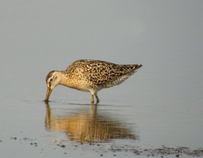 ShortbilledDowitcher7583b.jpg