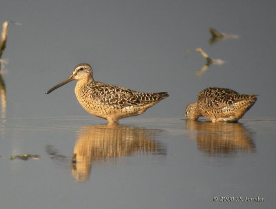 ShortbilledDowitcher7688b.jpg