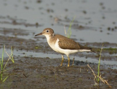 SpottedSandpiper7717b.jpg