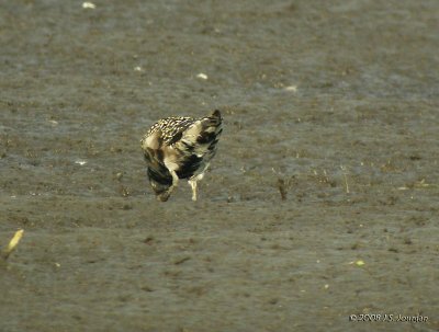 GoldenPlover8010b.jpg