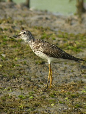 LesserYellowlegs7973b.jpg