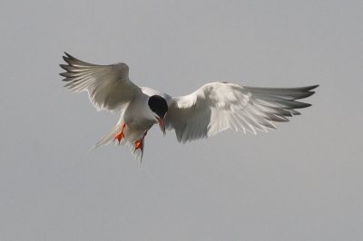 CommonTern2682b.jpg