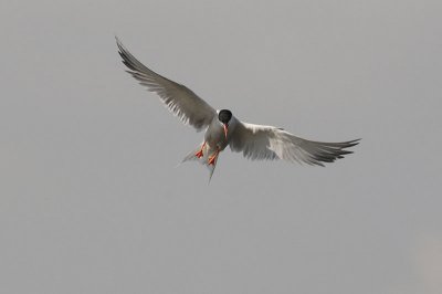 CommonTern2761b.jpg