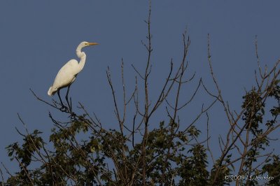 GreatEgret7277b.jpg