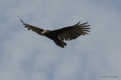 099TurkeyVulture1663b.jpg