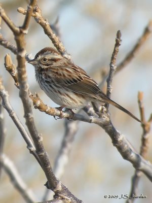 19SongSparrow3604b.jpg