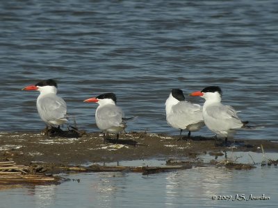 26CaspianTern3634b.jpg