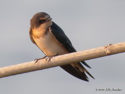 BarnSwallow6075b.jpg