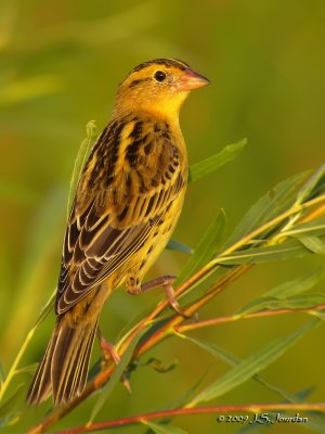 Bobolink6130b.jpg