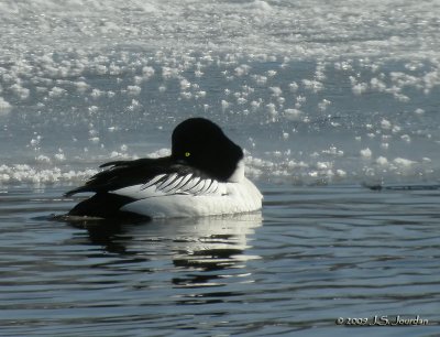 CommonGoldeneye3060b.jpg