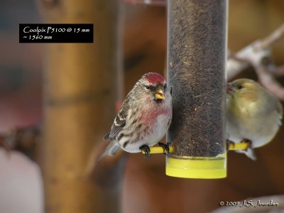 CommonRedpoll2577b.jpg