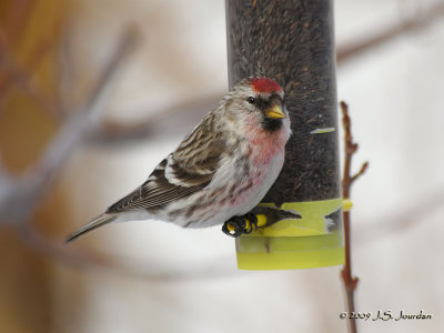 CommonRedpoll2611b.jpg