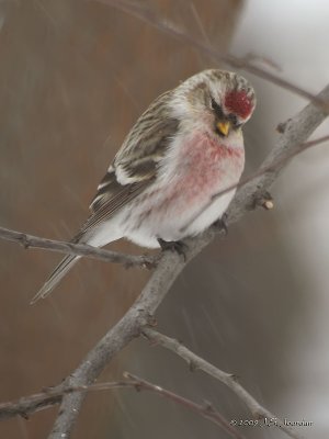 CommonRedpoll7143b.jpg