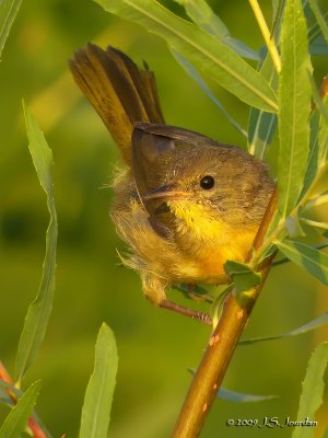 CommonYellowthroat6119b.jpg