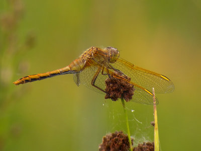 dragonfly6032b.jpg