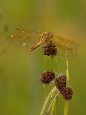 dragonfly6041b.jpg