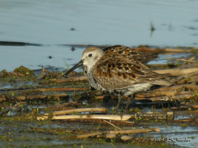 Dunlin4396b.jpg