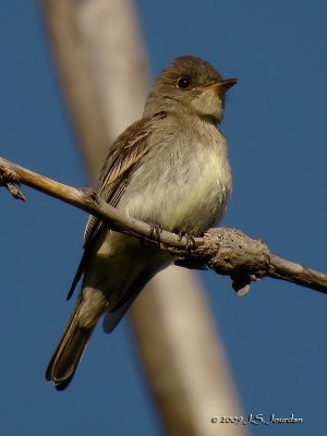 EasternWoodPewee6847b.jpg